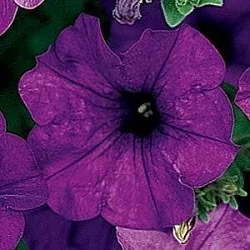 Петуния Wave F1 blue (5шт) Петуния Wave F1 blue (5шт)
