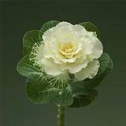 Брасика Brassica oleracea Flare F1 white (10шт) Брасика Brassica oleracea Flare F1 white (10шт)