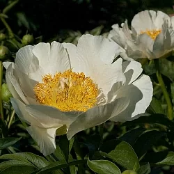  Пион Якорма (Jacorma)