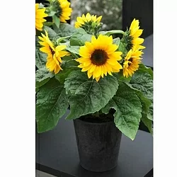 Подсолнух Helianthus Smiley F1 (5шт) Подсолнух Helianthus Smiley F1 (5шт)
