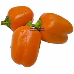 Перец сладкий Мини бел оранж (Mini Bell Orange) (6шт.) Перец сладкий Мини бел оранж (Mini Bell Orange) (6шт.)