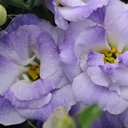 Лизиантус Lisianthus ABC 2 F1 misty blue (10шт) Лизиантус Lisianthus ABC 2 F1 misty blue (10шт)
