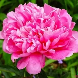  Пион Якорма (Jacorma)