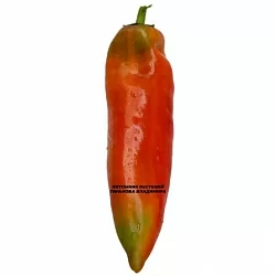 Перец сладкий Горос (6шт.) Перец сладкий Горос (6шт.)