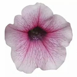 Петуния Shock Wave F1 pink vein (5шт) Петуния Shock Wave F1 pink vein (5шт)