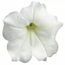 Петуния Wonder Wave F1 pearly (5шт) Петуния Wonder Wave F1 pearly (5шт)
