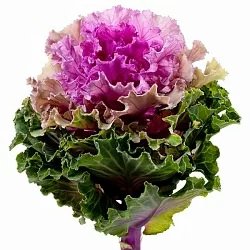 Брасика Brassica oleracea Empire Bogdana F1 (10шт) Брасика Brassica oleracea Empire Bogdana F1 (10шт)