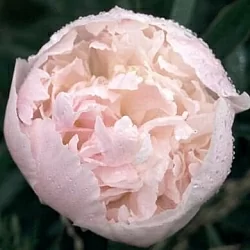  Пион Якорма (Jacorma)