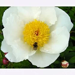  Пион Якорма (Jacorma)