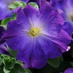 Петуния Sophistica F1 blue morn (5шт) Петуния Sophistica F1 blue morn (5шт)
