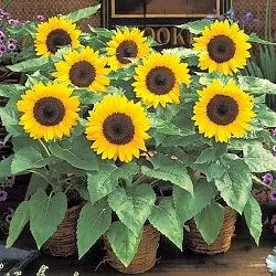 Подсолнух Helianthus Teddy Beаr golden yellow (10шт) Подсолнух Helianthus Teddy Beаr golden yellow (10шт)
