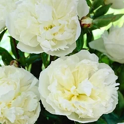  Пион Якорма (Jacorma)