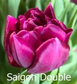  Тюльпан Сайгон Дабл (Saigon Double)