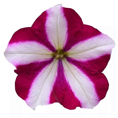 Easy Wave F1 burgundy star (5шт) (нет в наличии)
