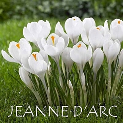 Крокус Jeanne darc