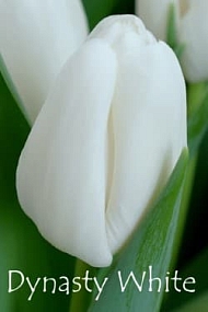 Dynasty White Dynasty White