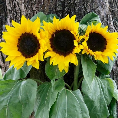 Helianthus Luxor F1 golden (10шт) (нет в наличии)