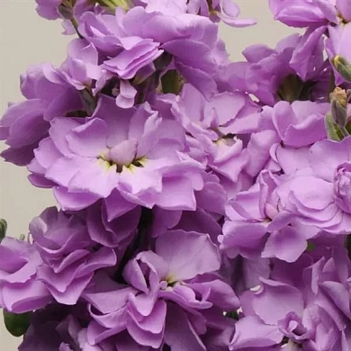 Matthiola incana Katz lavender blue (20шт)