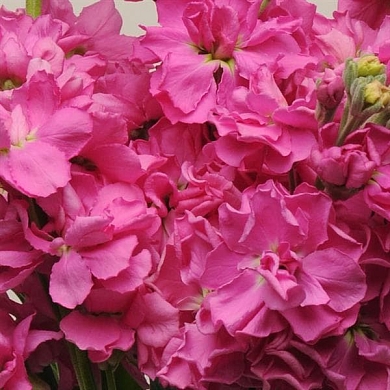 Matthiola incana Katz rose bright (20шт)