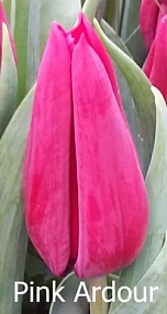 Pink Ardour Pink Ardour