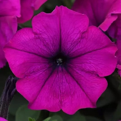Easy Wave F1 violet (5шт) (нет в наличии)