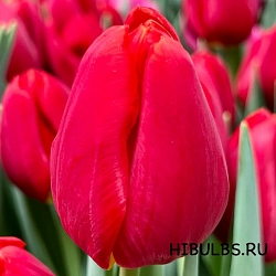  Тюльпан Ред Стоун (Red Stone)