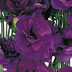 Лизиантус Lisianthus ABC 2 F1 purple (10шт) Лизиантус Lisianthus ABC 2 F1 purple (10шт)