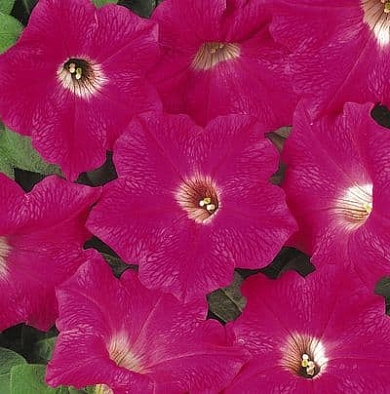 Wave F1 rose (5шт)