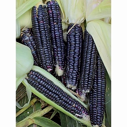 Кукуруза Ацтекская чёрная (Black Aztec) (5шт) Кукуруза Ацтекская чёрная (Black Aztec) (5шт)