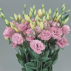 Лизиантус Lisianthus Super Magic I-II F1 rose (10шт) Лизиантус Lisianthus Super Magic I-II F1 rose (10шт)