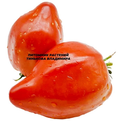 Томат Линнея бычье сердце (Linnaeus heart, США) (6шт)
