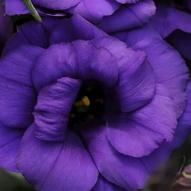 Lisianthus ABC 1 F1 purple (10шт)