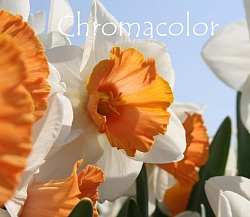 Нарцисс Chromacolor Нарцисс Chromacolor