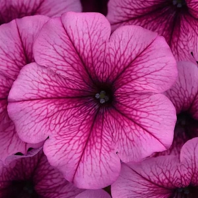 Easy Wave F1 rose fusion (5шт) (нет в наличии)