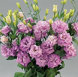 Лизиантус Lisianthus Super Magic I-II F1 lilac (10шт) Лизиантус Lisianthus Super Magic I-II F1 lilac (10шт)