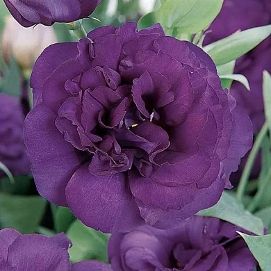 Lisianthus ABC 3 F1 purple (10шт)