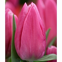Jumbo Pink Jumbo Pink