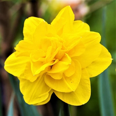 Queens Day (нет в наличии)