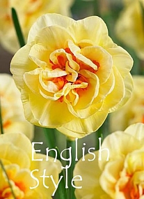 Нарцисс English Style Нарцисс English Style