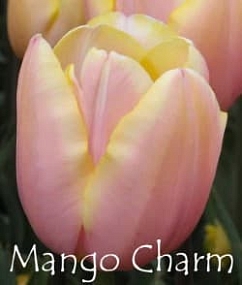 Mango Charm Mango Charm