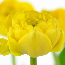 Yellow Pompenette