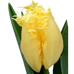 Rebellious Yellow Rebellious Yellow