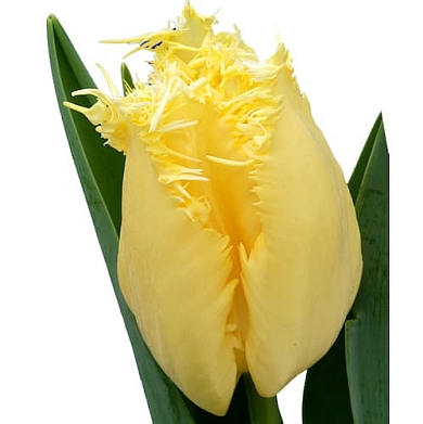 Rebellious Yellow