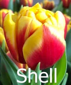 Shell Shell