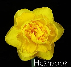 Нарцисс Heamoor Нарцисс Heamoor