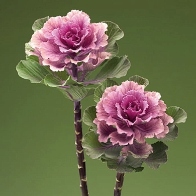 Brassica oleracea Flare F1 rose (10шт)