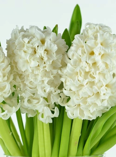 Top White