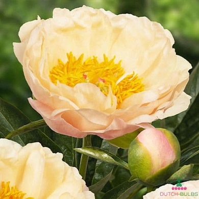Пион Кингс Дей (King's Day) (нет в наличии)