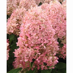 Гортензия Мэджикал Свит Саммер (Magical Sweet Summer) Гортензия Мэджикал Свит Саммер (Magical Sweet Summer)