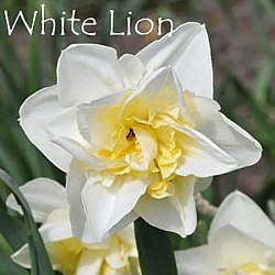 Нарцисс White Lion Нарцисс White Lion
